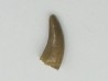dinosaure raptor: Saurornitholestes langstoni