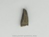 dinosaur tooth raptor: Archeoraptor temertyorum