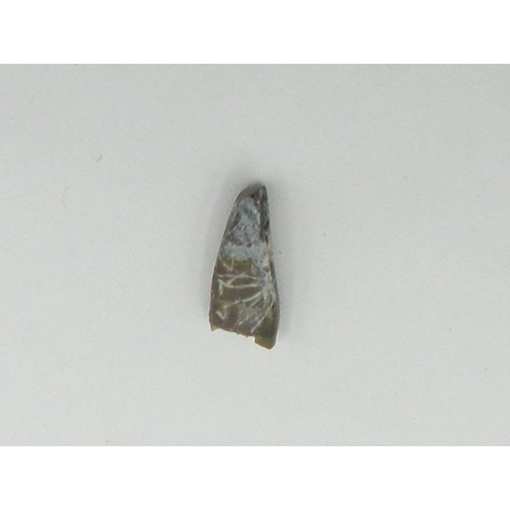 dinosaur tooth raptor: Archeoraptor temertyorum
