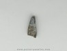 dinosaur tooth raptor: Archeoraptor temertyorum