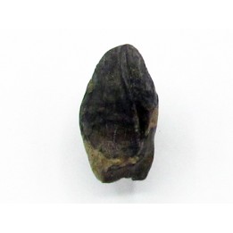 dinosaure tooth: TRICERATOPS HORRIDUS