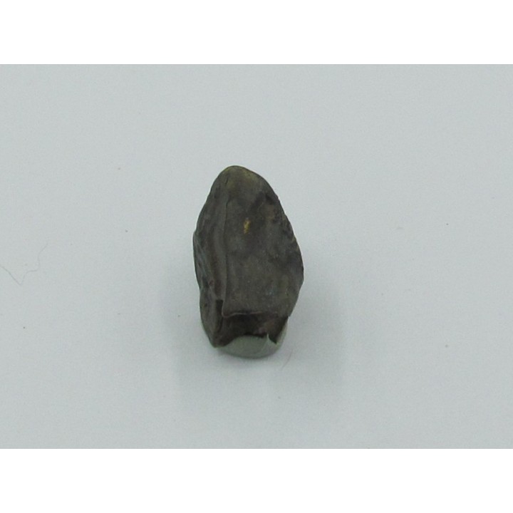 dinosaure tooth: TRICERATOPS HORRIDUS