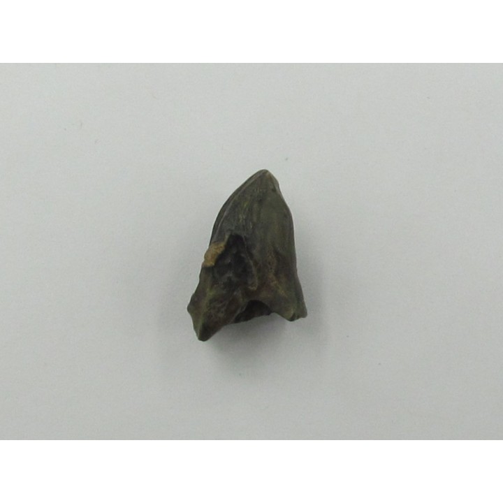 dinosaure tooth: TRICERATOPS HORRIDUS