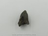 dinosaure tooth: TRICERATOPS HORRIDUS