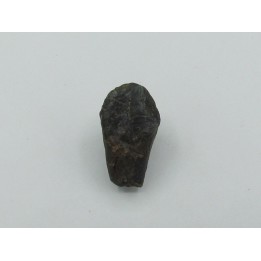 dinosaure tooth: TRICERATOPS HORRIDUS