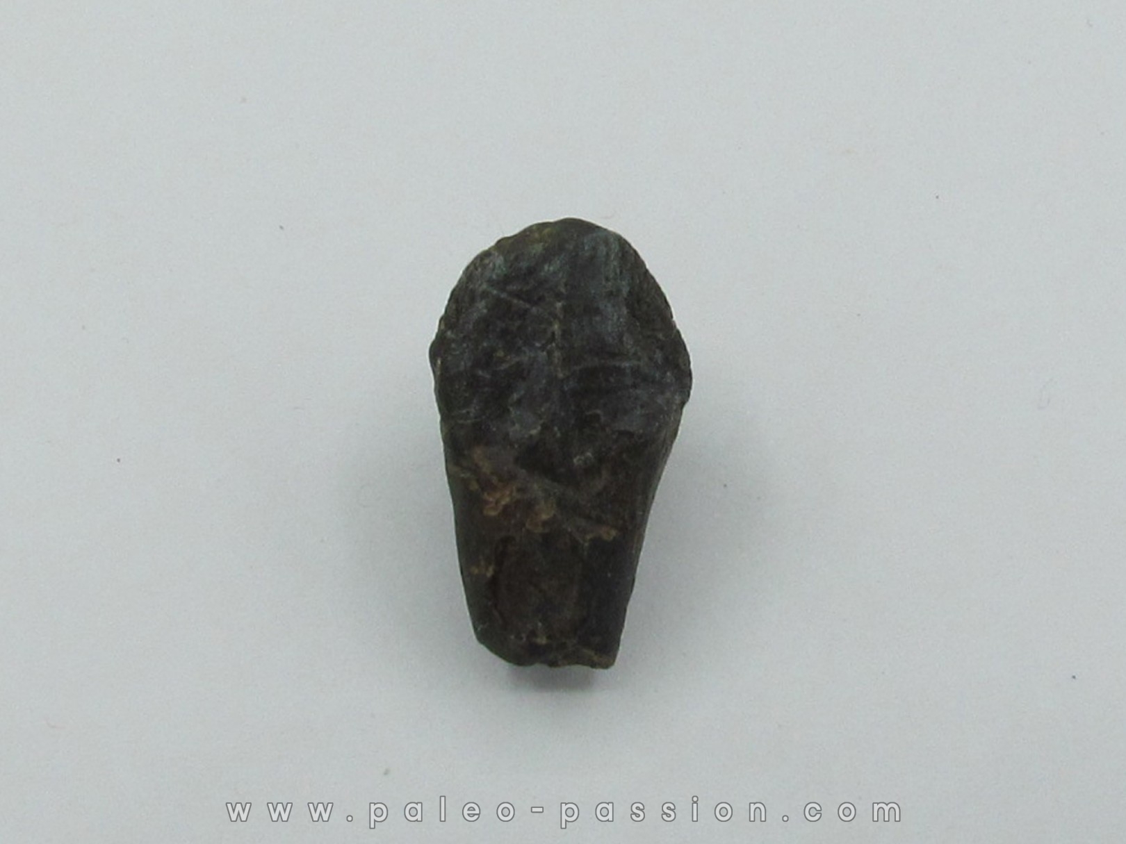 dinosaure tooth: TRICERATOPS HORRIDUS