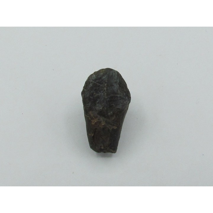 dent de TRICERATOPS HORRIDUS