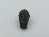dinosaure tooth: TRICERATOPS HORRIDUS