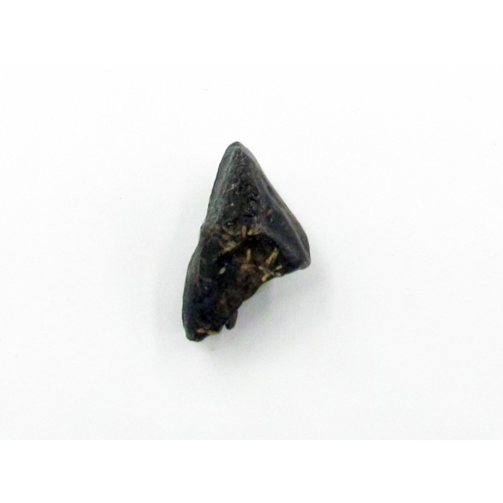 dinosaure tooth: TRICERATOPS HORRIDUS