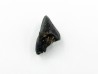 dinosaure tooth: TRICERATOPS HORRIDUS
