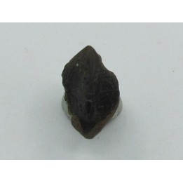 dinosaure tooth: TRICERATOPS HORRIDUS