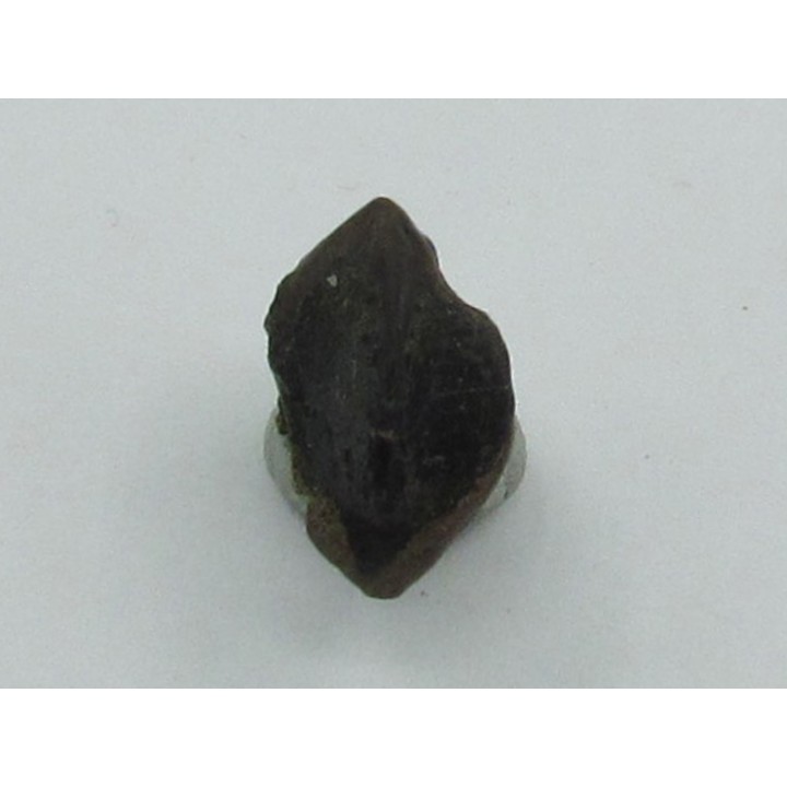 dinosaure tooth: TRICERATOPS HORRIDUS