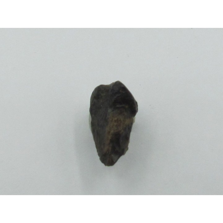 dent de TRICERATOPS HORRIDUS