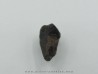 dinosaure tooth: TRICERATOPS HORRIDUS