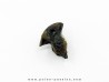 dinosaure tooth: TRICERATOPS HORRIDUS