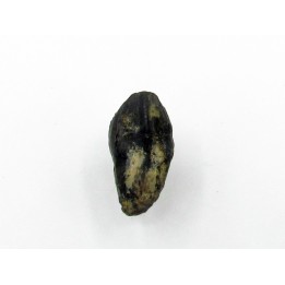 dinosaure tooth: TRICERATOPS HORRIDUS