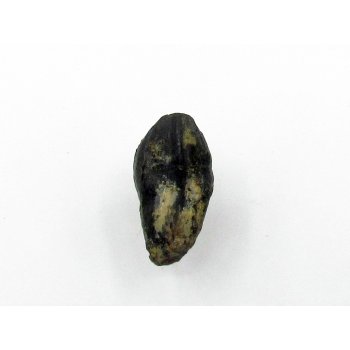 dent de TRICERATOPS HORRIDUS