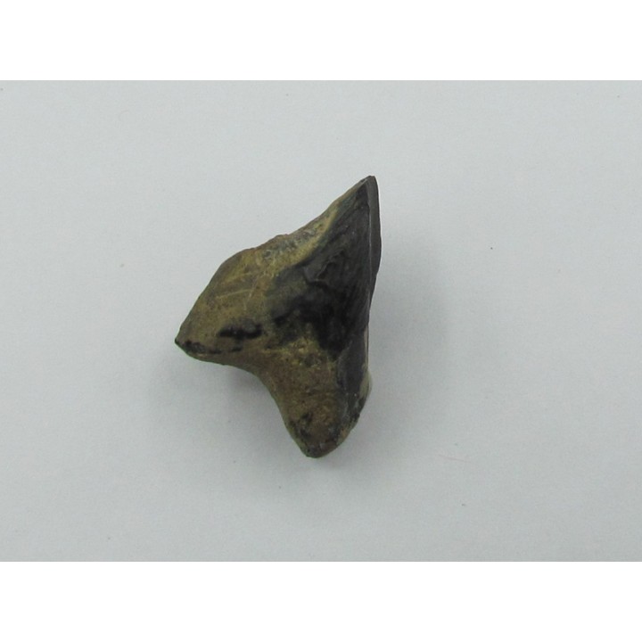 dinosaure tooth: TRICERATOPS HORRIDUS