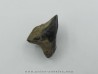dent de TRICERATOPS HORRIDUS