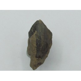 dent de TRICERATOPS HORRIDUS