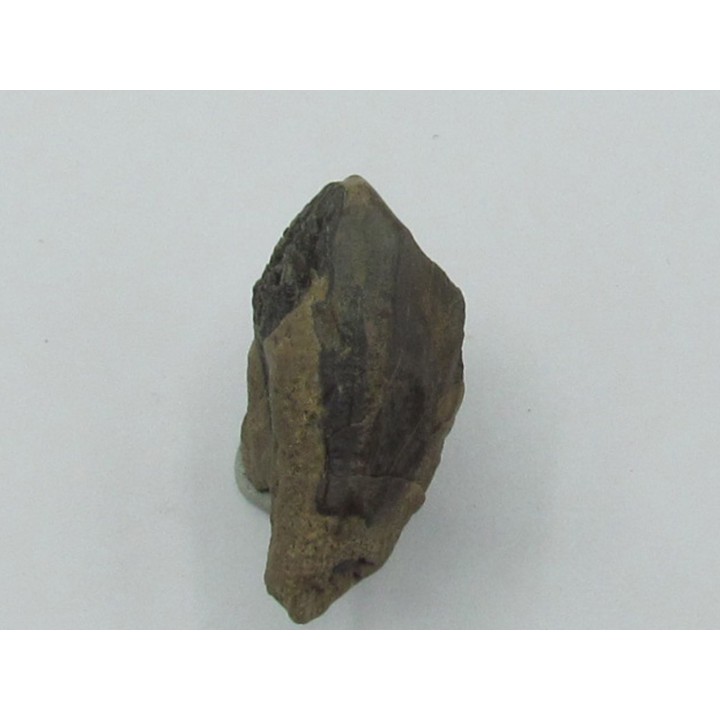dent de TRICERATOPS HORRIDUS