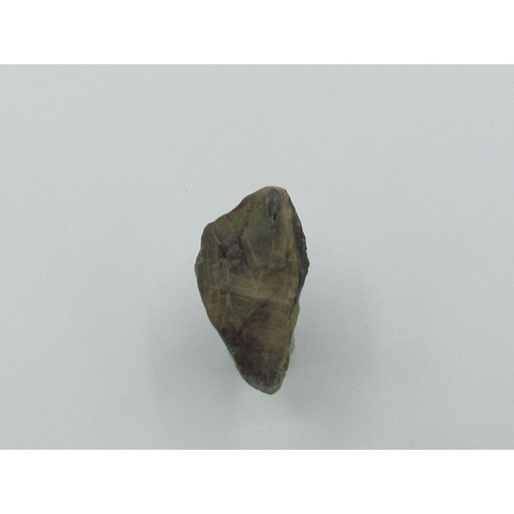 dinosaure tooth: TRICERATOPS HORRIDUS