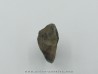 dent de TRICERATOPS HORRIDUS