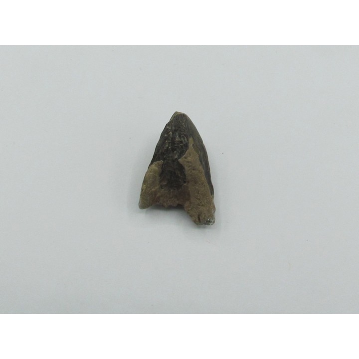dent de TRICERATOPS HORRIDUS