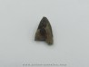 dent de TRICERATOPS HORRIDUS