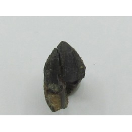 dinosaure tooth: TRICERATOPS HORRIDUS