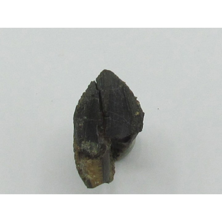 dent de TRICERATOPS HORRIDUS