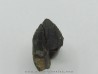 dent de TRICERATOPS HORRIDUS