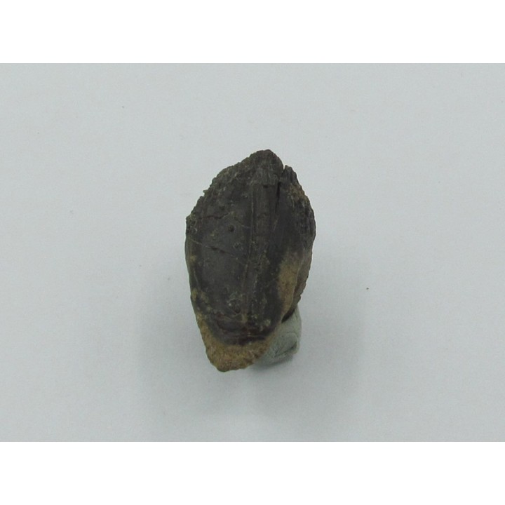 dent de TRICERATOPS HORRIDUS
