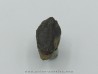 dent de TRICERATOPS HORRIDUS