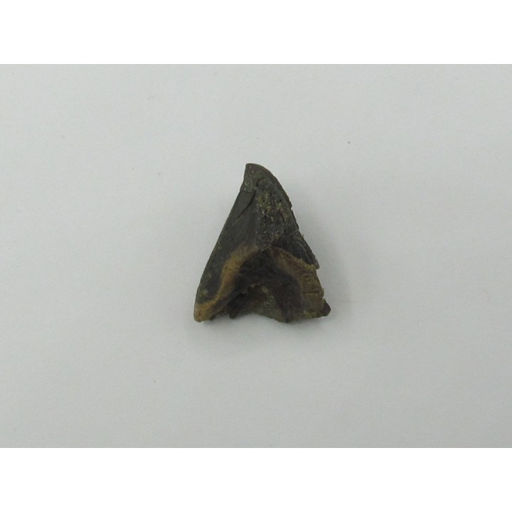 dent de TRICERATOPS HORRIDUS