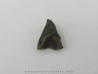 dent de TRICERATOPS HORRIDUS