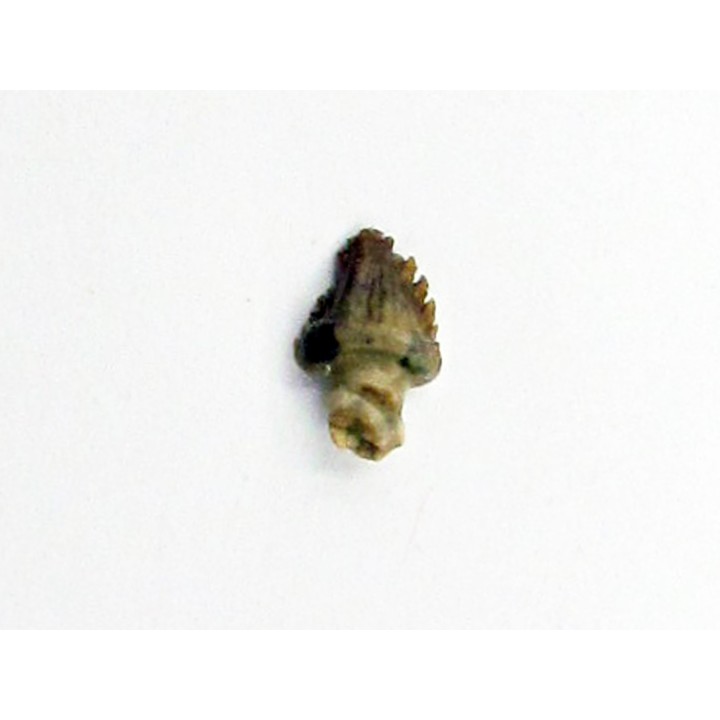 Stegoceras validum