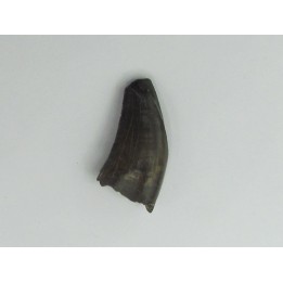Nanotyrannus lancensis