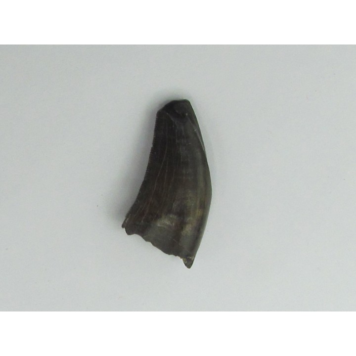 Nanotyrannus lancensis