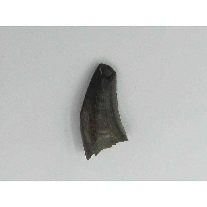 Nanotyrannus lancensis