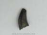 Nanotyrannus lancensis