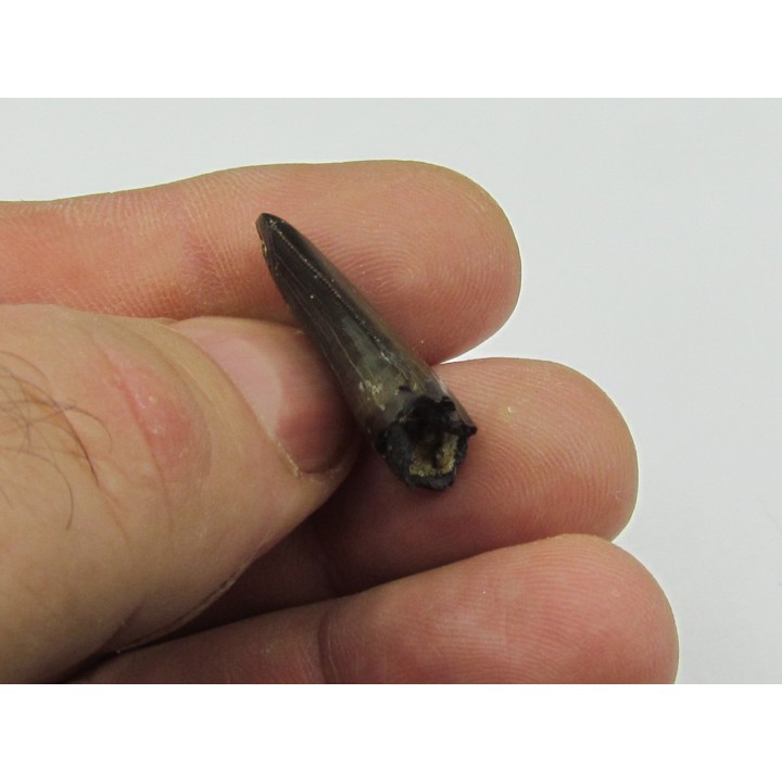 Nanotyrannus lancensis