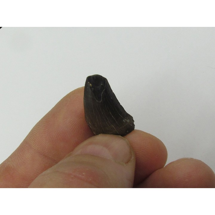 Nanotyrannus lancensis