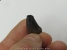 Nanotyrannus lancensis