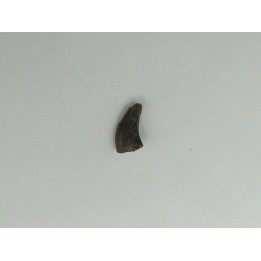 Kilestus aristotocus