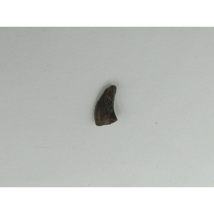 Kilestus aristotocus
