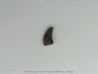 Kilestus aristotocus