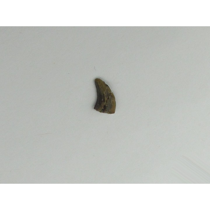 Kilestus aristotocus