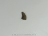 Kilestus aristotocus