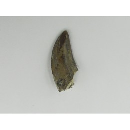 Tyrannosaure sp.